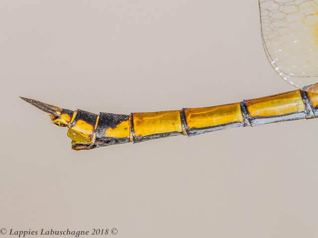 100 2517 Zygonyx natalensis Blue Cascader Female Close up1 Aliocedale LP RSA Dec 2018r 13