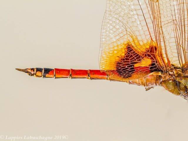100 2505 Tramea basilaris Keyhole Glider Male Close up Ndumo KZN RSA Mch 2019r 22