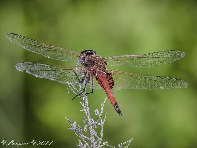 Ferruginous Glider (Tramea limbata), Male 100 1142 Trame limbata Ferruginous Glider Hluhluwe KZN RSA Mch 2017r 2