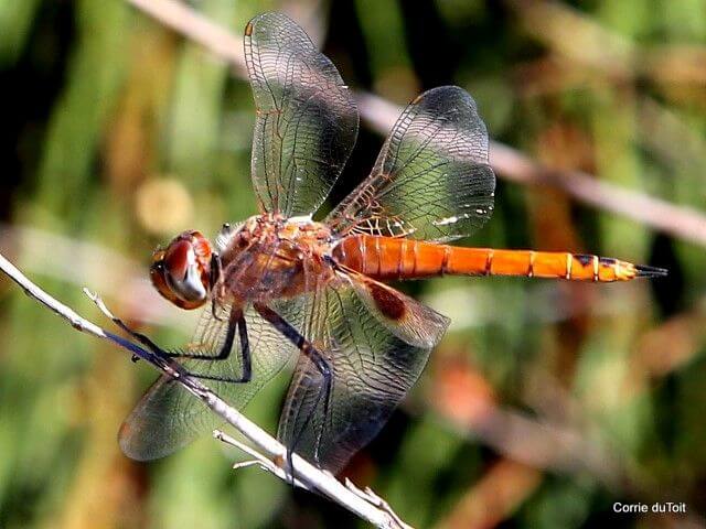 117 573 Tramea limbata Ferruginous Glider