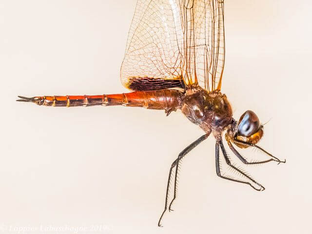 Tramea limbata Ferruginous Glider Male Tramea limbata Ferruginous Glider Male Bang Neck KZN RSA Mch 2019
