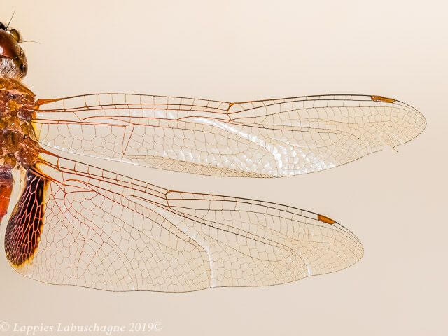 100 2615 Tramea limbata Ferruginous Glider Male Bang Neck KZN RSA Mch 2019r 27
