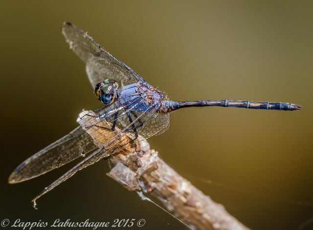 Trithemis aconita, Halfshade dropwing, Male 100 1382 Male Ezemvelo GP RSA Sept 2017r 1