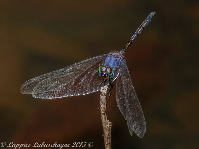 Trithemis aconita, Halfshade dropwing, Male 100 634 Trithemis aconita Halfshade dropwing Male Nwanedi LP RSA Dec 2015r 1