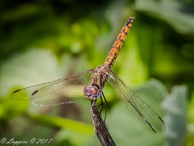 Trithemis annulata, Violet Dropwing Female 100 1090 Trithemis annulata Violet Dropwing Female Kosi bay KZN RSA Mch 2017r 11