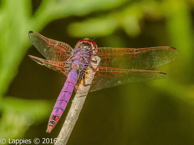 Trithemis annulata Violet Dropwing Male 100 902 Trithemis annulata Violet Dropwing Male Malelane Sept 2016r 11