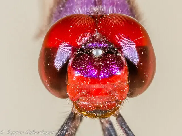Trithemis annulata, Violet Dropwing Male Face 100 2029 Trithemis annulata Violet Dropwing Male Close UP RNR GP RSA Mch 2018r 1111