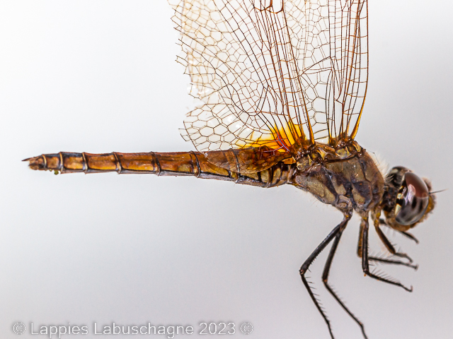 Trithemis annulata Violet Dropwing Female Old 100 2124 Trithemis annulata Violet Dropwing Female Old Close 2023r 1