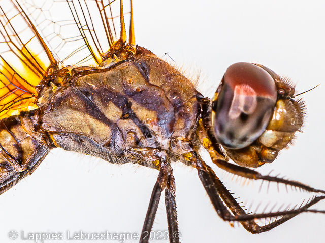 100 3743 Trithemis annulata Violet Dropwing Female Old Close 2023r 4