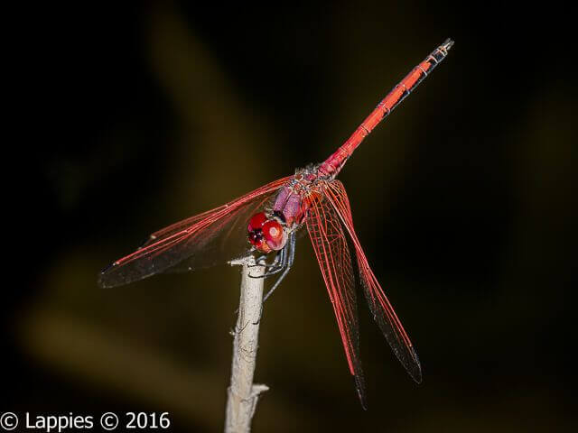 100 840 Trithemis arteriosa Red vained Dropwing Komatipoort Sept 2016r 1