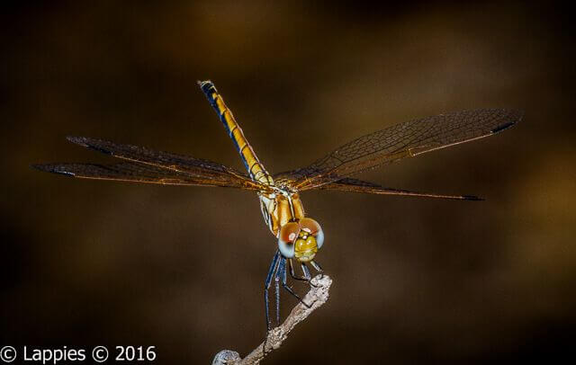 100 843 Trithemis arteriosa Red veined Dropwing Female Marloth Park Sept 2016r 1