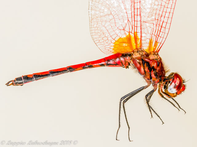 100 858 Trithemis arteriosa Red vained Dropwing Male Haenertsburg LP RSA Dec 2015r 1