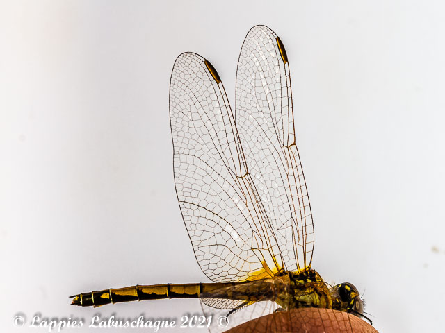 Trithemis arteriosa. Red-vained Dropwing, Young Male Trithemis arteriosa Redveined Dropwing Female Close UP Badplaas Close up MP RSA NOV 2016