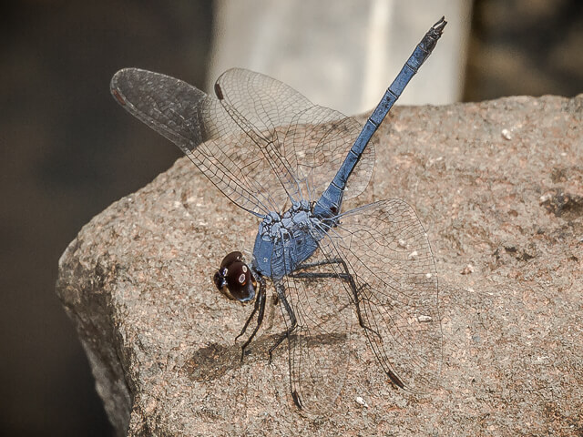 Trithemis donaldsoni Denim Dropwing Male 100 504 Trithemis donaldsoni Denim Dropwing Male Farm Alicedale Dec 2015r 1