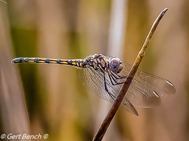 Trithemis donaldsoni Denim Droping Female 107 583 Trithemis donaldsoni Denim Droping Female Ezemvelo GP RSA Apr 2019 3