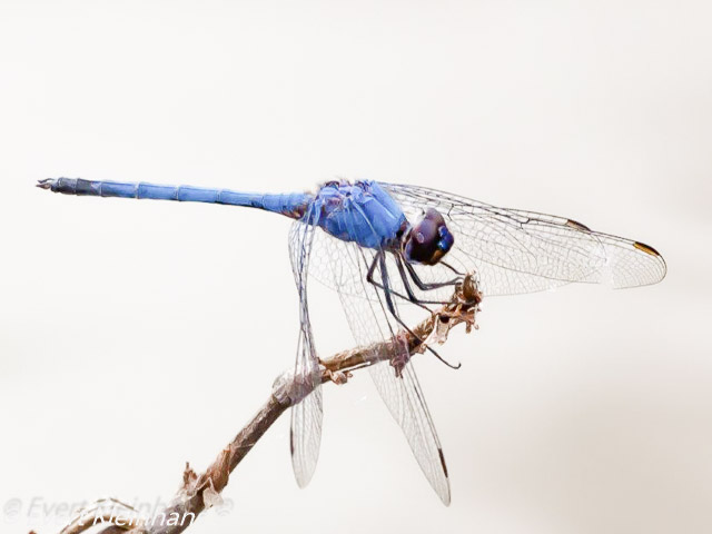 Trithemis donaldsoni Denim Droping Male 107 584 Trithemis donaldsoni Denim Droping Male Ezemvelo GP RSA April 2019 1