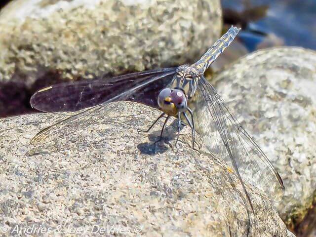 109 506 Trithemis donaldsoni Denm Dropwing Female Swadini LP RSA Apr 2019 3