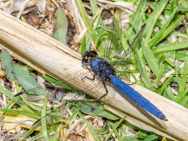 Trithemis dorsalis Highland Dropwing Male 100 2040 Trithemis dorsalis Highland Dropwing Male Kloofzight GP RSA Nov 2015r 4