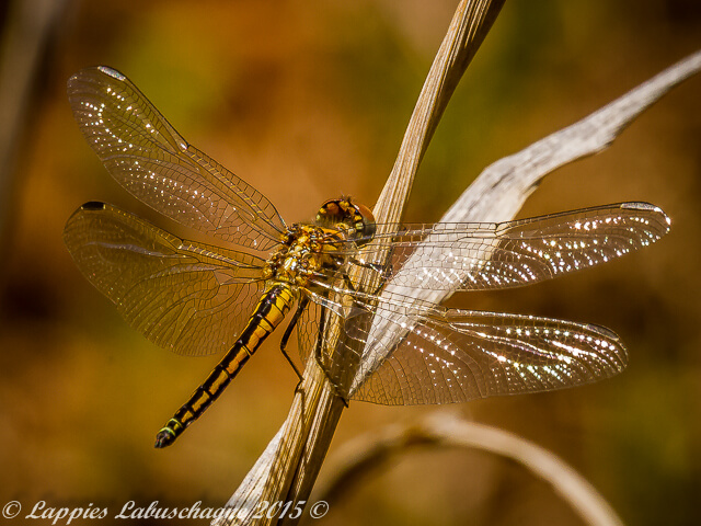 Trithemis dorsalis, Highlands Dropwing, Male 100 2044 Trithemis dorsalis Highland Dropwing Female Kloofzight GP RSA Nov 2015r 1