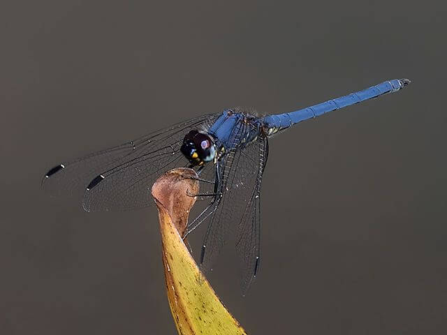 115 510 Trithemis dorsalis Highlands Dropwing