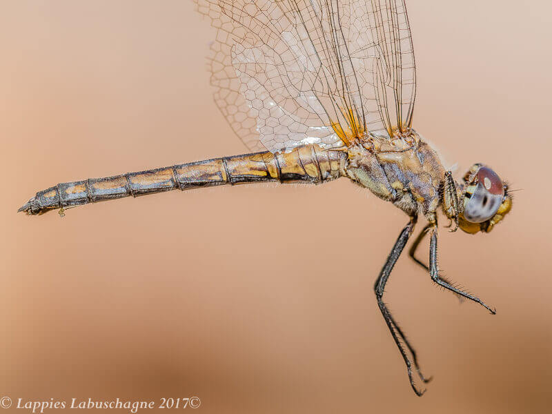 Trithemis furva Navy Dropwing Female 100 2913 Trithemis furva Navy Dropwing Female Old Close up Bobejaan NWP RSA Aug 2017r 8