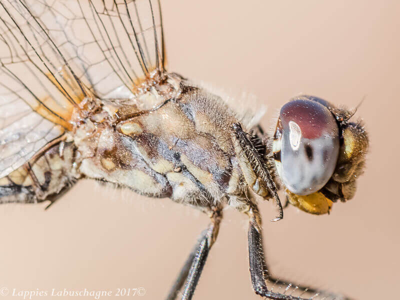 Trithemis furva Navy Dropwing Female Old 100 2917 Trithemis furva Navy Dropwing Female Old Close up Bobejaan NWP RSA Aug 2017r 10
