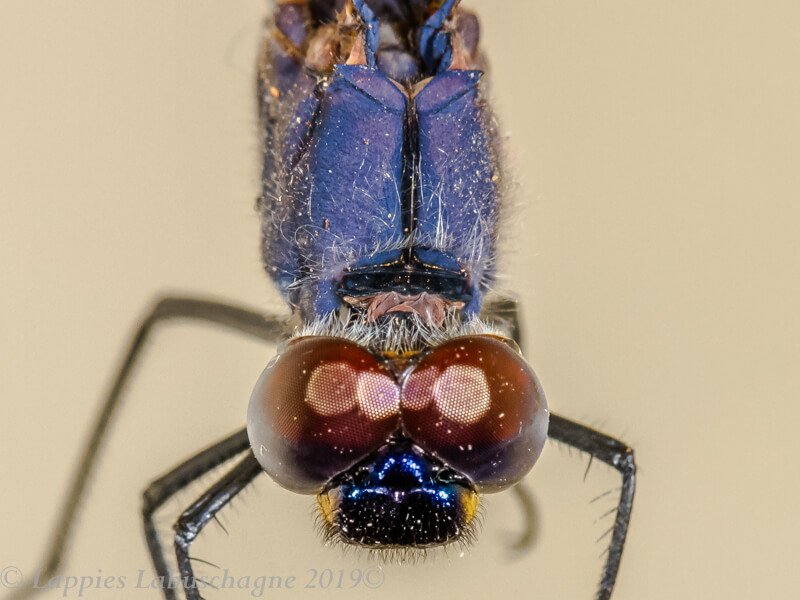 100 2904 Trithemis furva Navy Dropwing Male Close up1 Ezemvelo GP RSA Nov 2019r 8