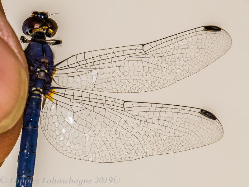 100 2916 Trithemis furva Navy Dropwing Male Close up1 Ezemvelo GP RSA Nov 2019r 31