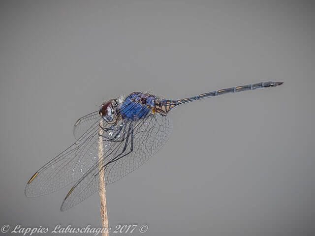 Trithemis hecate Silhouette, Dropwing Trithemis hecate, Silhouette Dropwing, Male