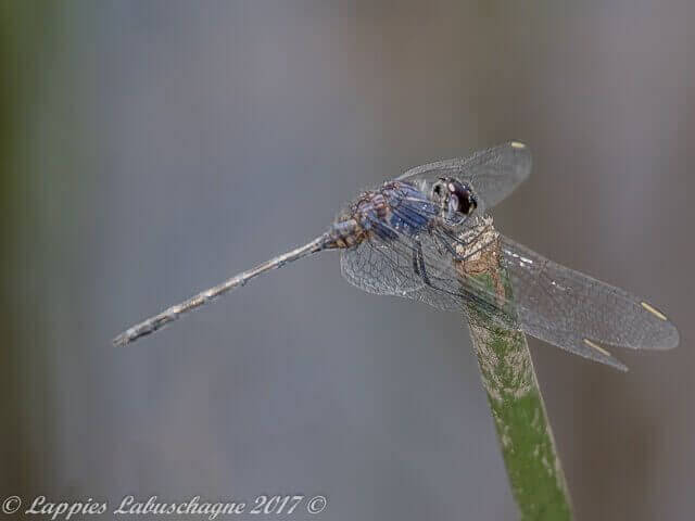 100 1406 Trithemis hecate Silhouette Dropwing Male Ezemvelo GP RSA Sept 2017r 5