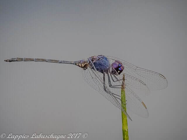100 1407 Trithemis hecate Silhouette Dropwing Male Rust De Winter LP RSA Sept 2017