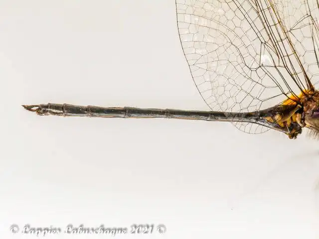 Trithemis hecate Silhouette Dropwing Male abdomen markings 100 3821 Trithemis hecate Silhouette Dropwing Male Vaalwaterr 34