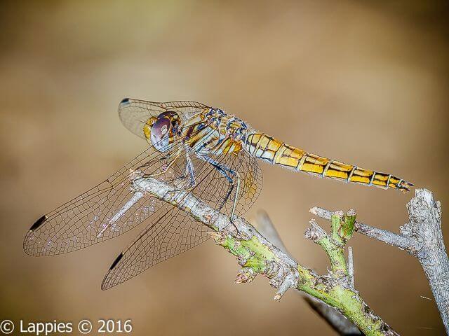 100 907 Trithemis annulata Violet Dropwing Female Moreletta Sept 2016r 2