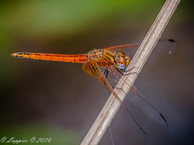 Trithemis pluvialis, Russet Dropwing. Male 100 630 Trithemis pluvialis Russet Dropwing Nwanedi LP RSA Dec 2015 r 6