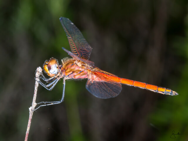 Trithemis pluvialis Russet Dropwing 101 679 Trithemis pluvialis Russet Dropwing Young Male Thohoyandou LP RSA Jan 2013