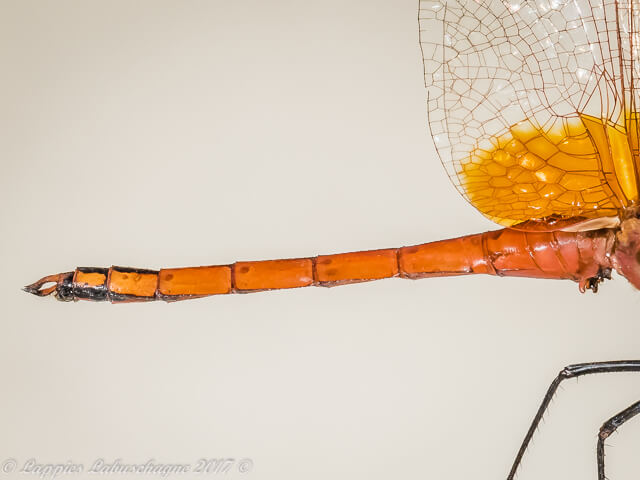 100 1139 Trithemis pluvialis Russet Dropwing Male Marken LP RSA JDec 2017r 20