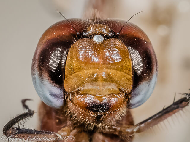 100 1730 Trithemis pluvialis Russet Dropwing Male Marken LP RSA JDec 2017r 16