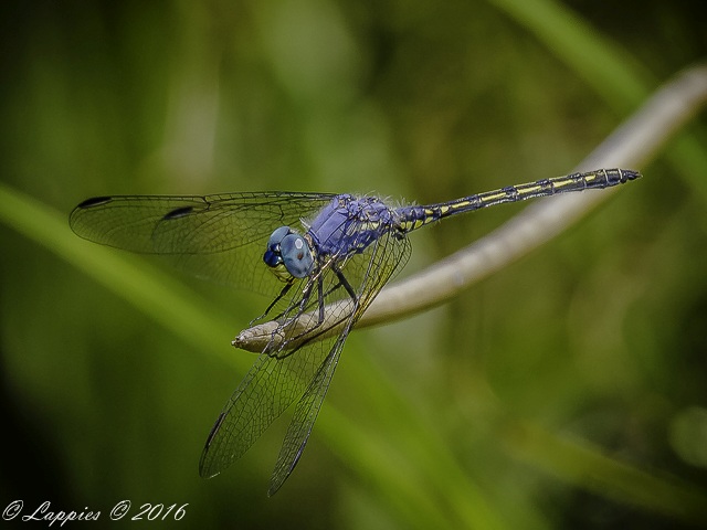 Trithemis stictica Jaunty Dropwing Male 100 1048 Trithemis stictica Jaunty Dropwing Male Ezemvelo Nov 2016r 2