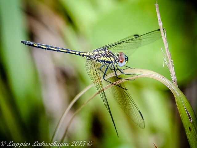 Trithemis stictica Jaunty Dropwing Young Male Modjadjie kloof Nov 