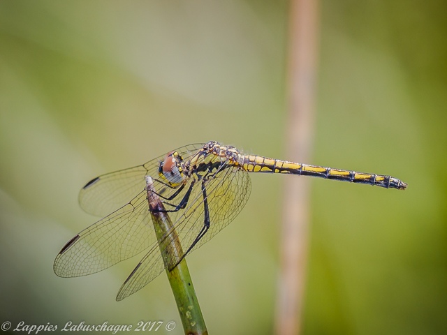 Trithemis stictica, Jaunty Dropwing, Female 100 1535 Trithemis stictica Jaunty Dropwing Female Hertzogberg MP RSA Nov 2017r 10