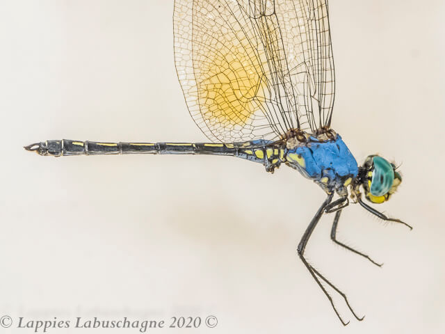 Trithemis stictica Jaunty Dropwing Male 100 1537 Trithemis stictica Jaunty Dropwing Male Close up Hertzogberg MP RSA Feb 2020r 1