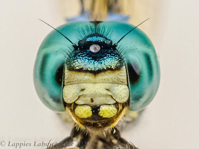 100 1541 Trithemis stictica Jaunty Dropwing Male Hertzogberg MP RSA Nov 2017
