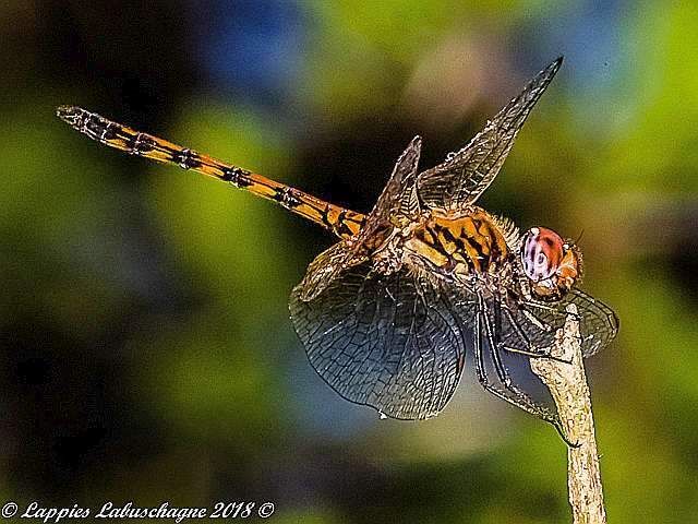 Trithemis wernerii, Elegant Dropwing, Male 100 2147 Male Ndumo KZN RSA Mch 2018r 4