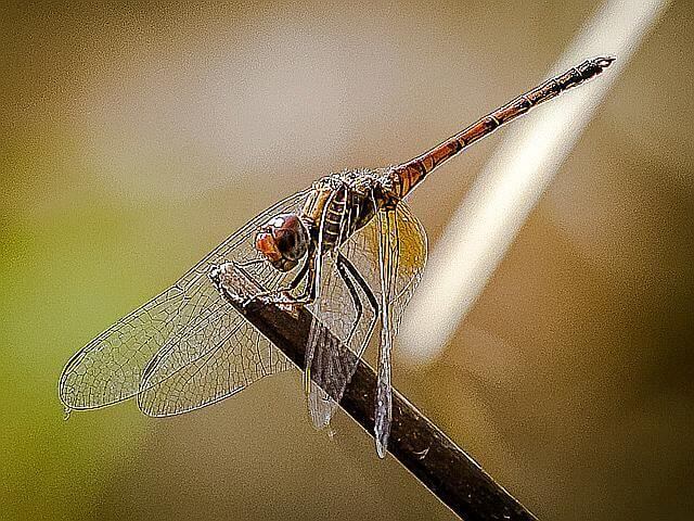 Trithemis wernerii Elegant Dropwing 100 710 Trithemis wernerii Elegant Dropwing Ndumu July 2015r 1