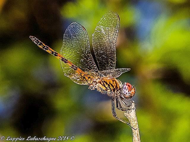 Trithemis werneri Elegant Dropwing 105 516 rithemis werneri Elegant Dropwing Letaba r 3
