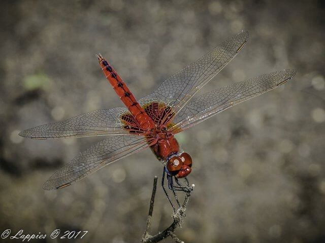 Urothemis assignata Red Basker Male 100 955 Urothemis assignata Red Basker Male KZN RSA Mch 2017r 24