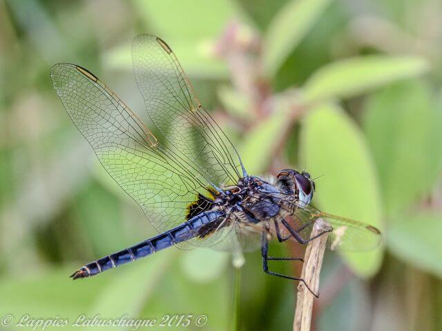 Urothemis edwardsii Blue Basker Male 100 1034 Urothemis edwardsii Blue Basker Male Tzaneen Nov 2016r 1