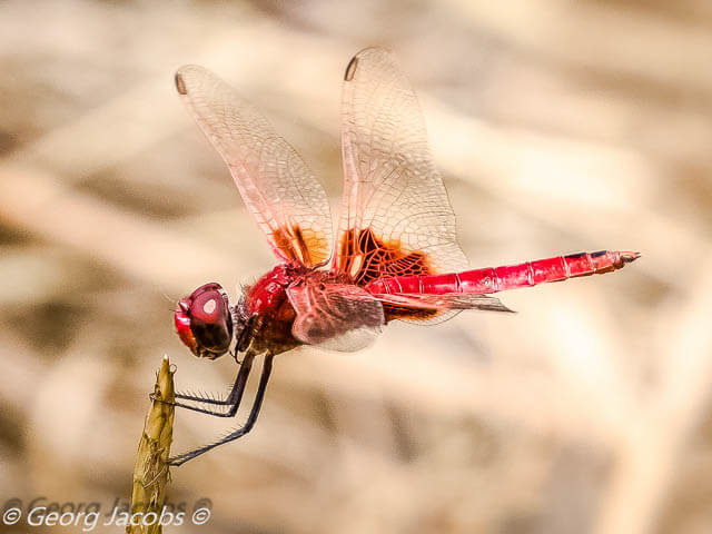 Urothemis luciana, St Lucia Basker Male 107 581 St Lucia Basker Dec Richardsbay KZN RSA 2019r 3