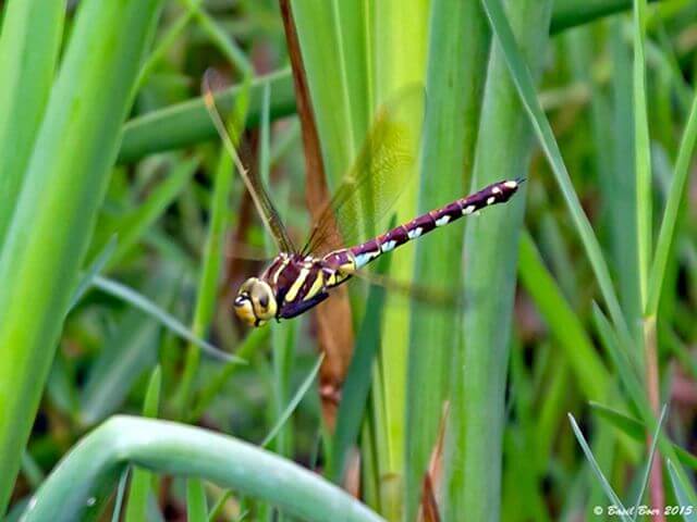 117 609 Zosteraeschna minuscula Friendly Hawker