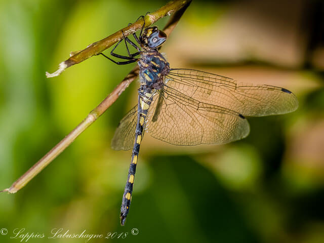 107 541 Ringed cascader 1